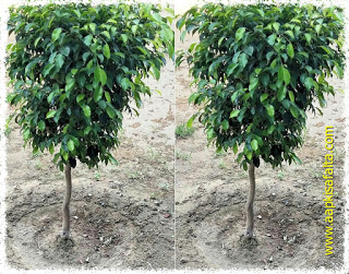 tree-motivational-story-hindi